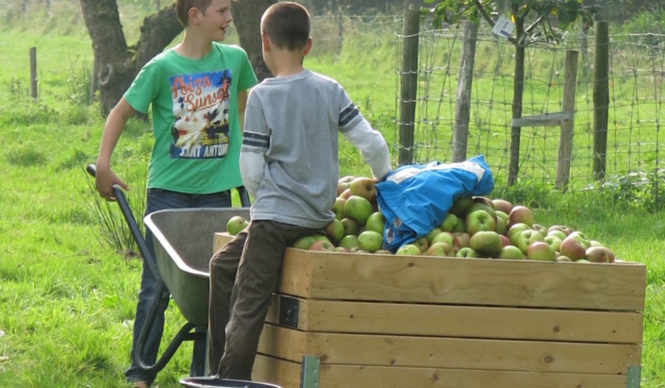 Appelsoogsten op Coelhorst