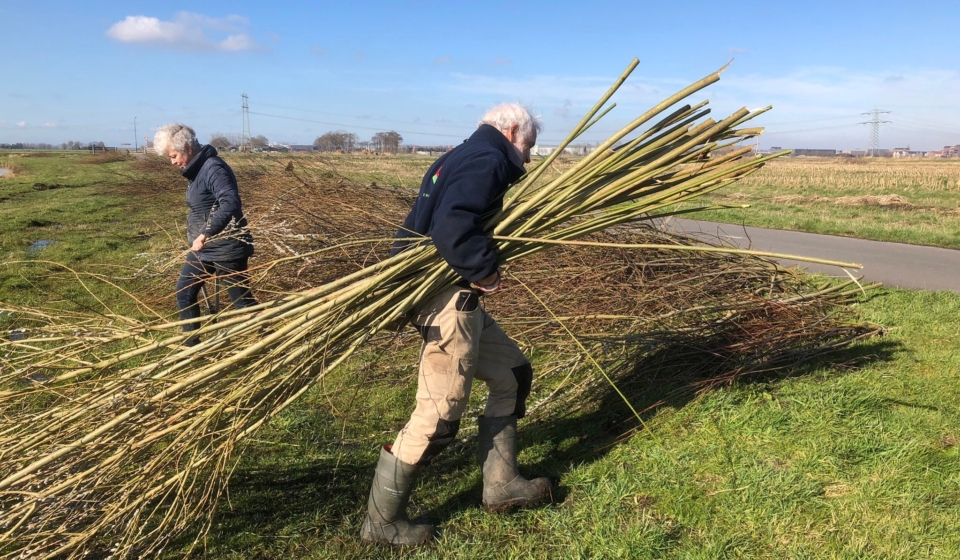 Wilgen zagen langs de Zevenhuizerstraat