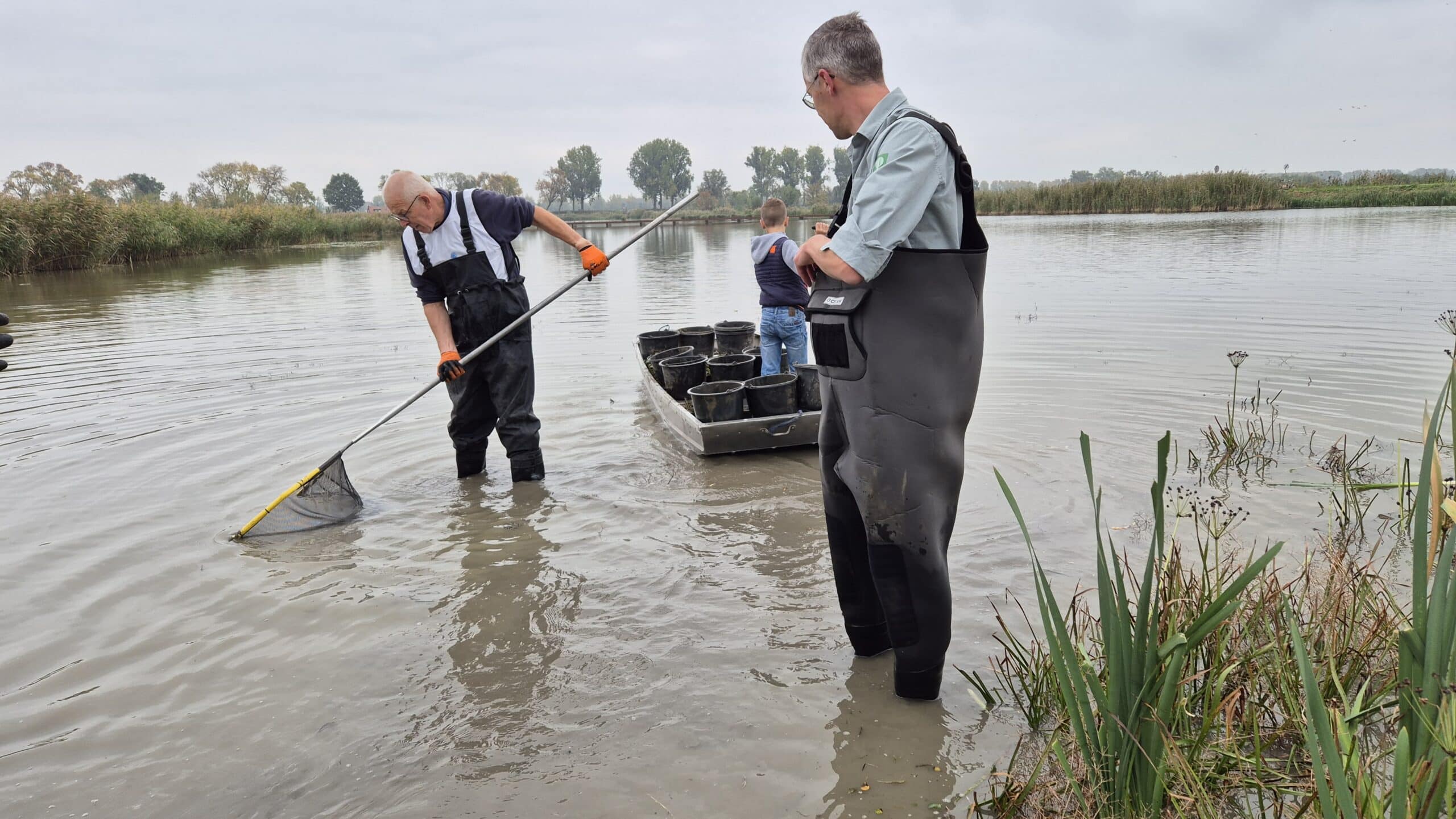 biesbosch waterteunisbloem 1