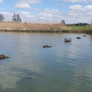 zwarte stern zwolle 2