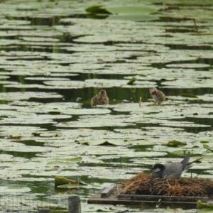 zwarte stern zwolle 5