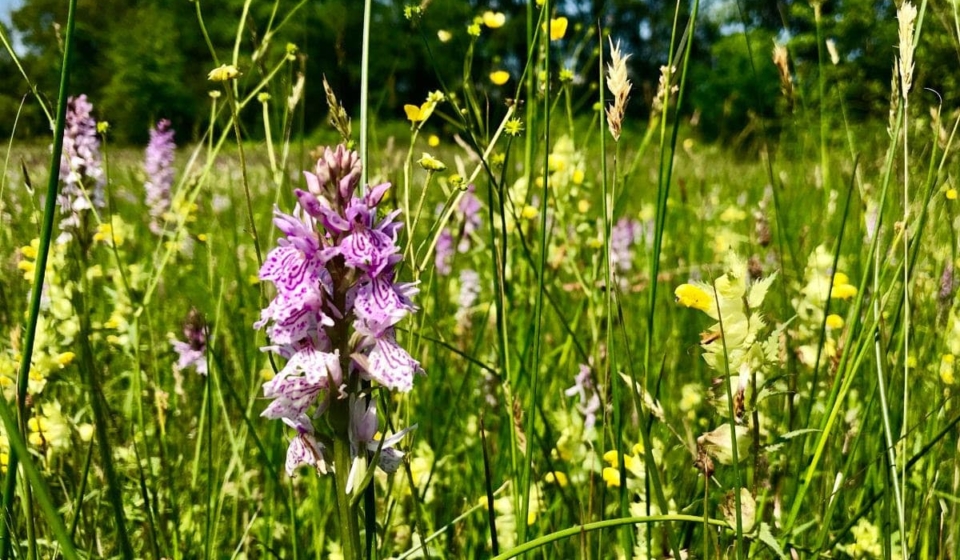orchidee zeeland