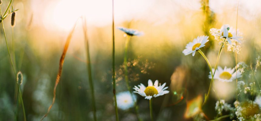 Natuurvriendelijke tuin