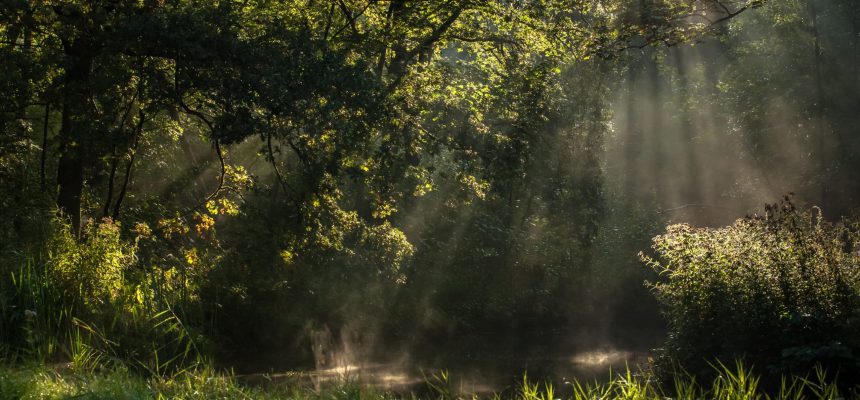 Het Loofbos - Bouw mee!